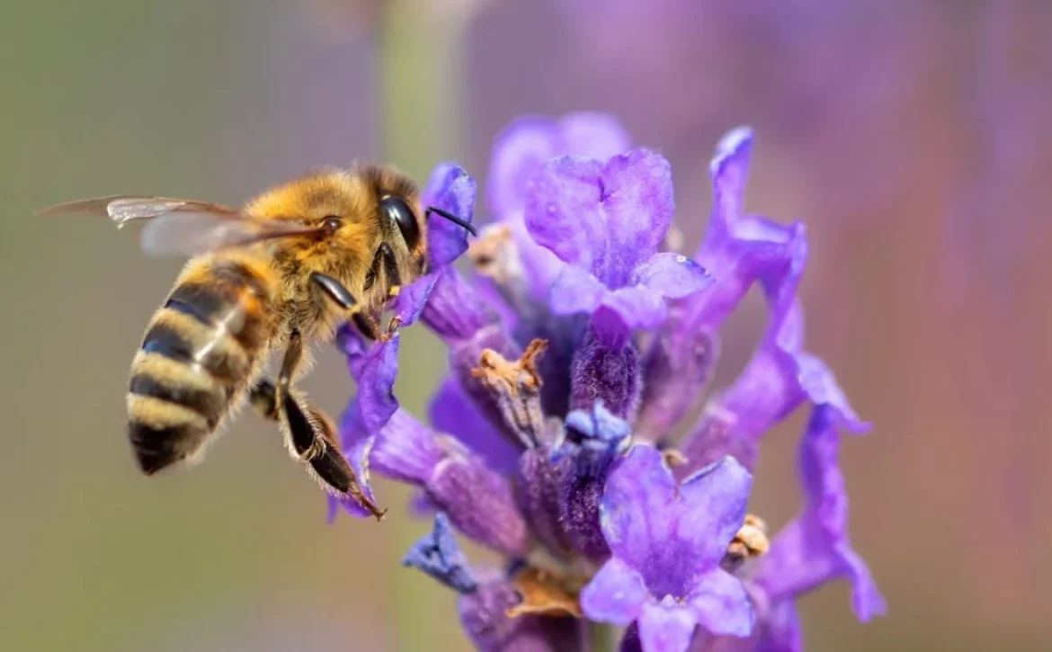 benefici della lavanda contro i pidocchi