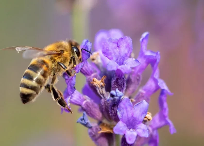 benefici della lavanda contro i pidocchi